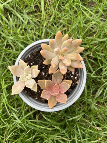 Succulent bundle rooted named - bundle,