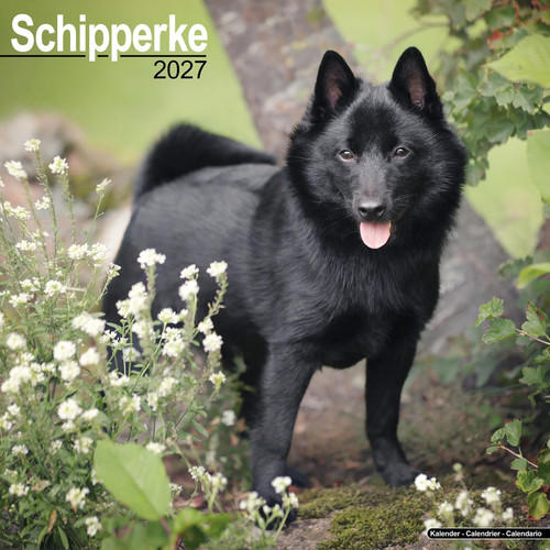 Schipperke 2027 calendar dog - schipperke,