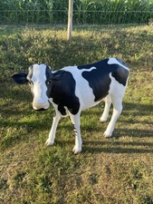 Large Size Resign Cow/ Steer