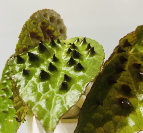 Begonia ferox - begonia,