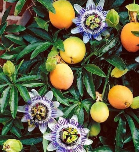 20x granadilla fruit seeds - 20x,