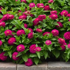 Zinnia plug plants vibrant
