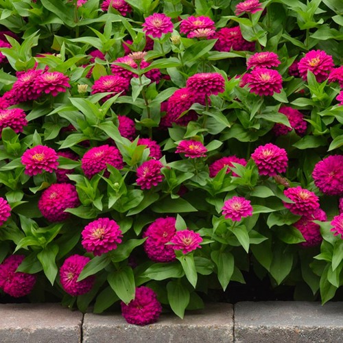 Zinnia plug plants vibrant