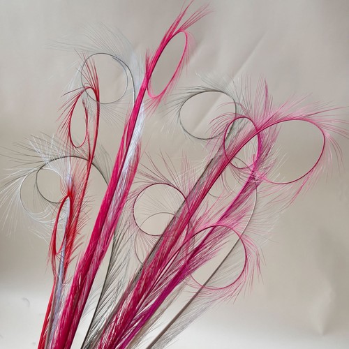 Colourful curled feathers - colourful, for