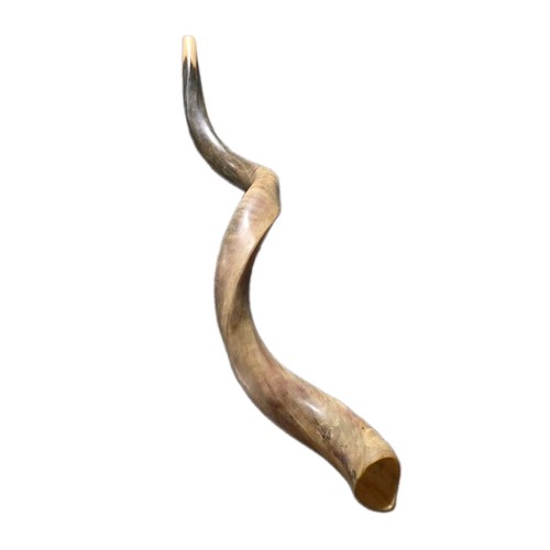 Yemenite kudu shofar horn - kudu,