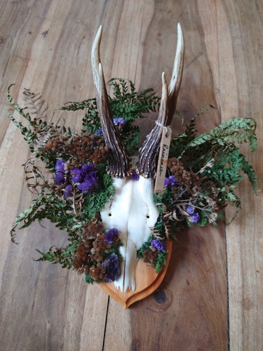 Vintage roe deer skull - deer, with