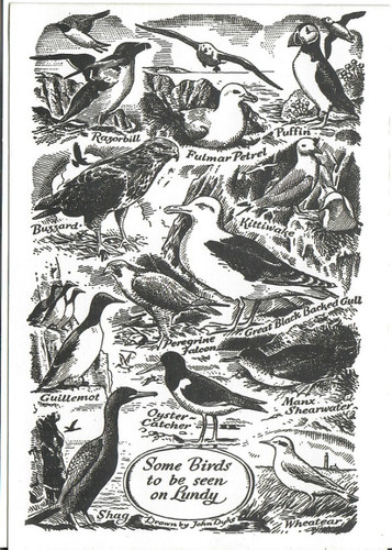 Lundy postcard birds - postcard, of