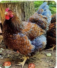 6 Farm Fresh Hatching Eggs