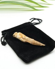 Spinosaurus Tooth Dinosaur