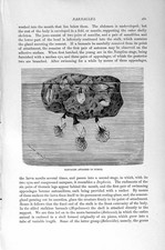 Original Old Antique Print