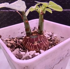  3.3cm Rare liveSucculent Plant Adenia glauca WYSIWYG Own Root Boutique Garden 