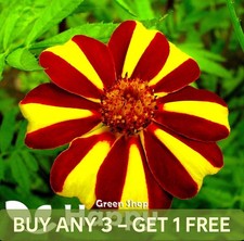 FRENCH MARIGOLD - DANDY