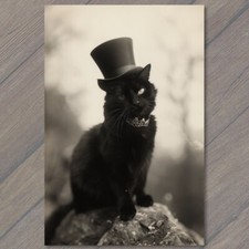POSTCARD Cat in Hat Weird