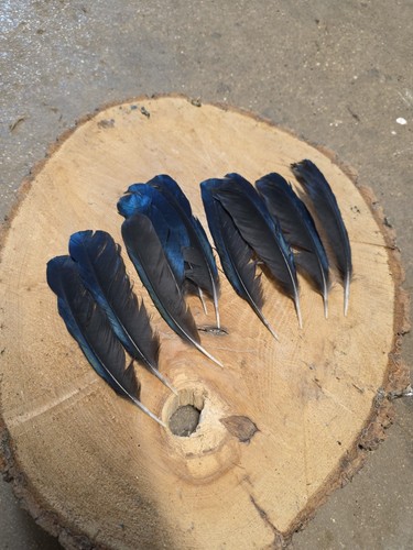 Magpie wing feathers in - x, feathers,
