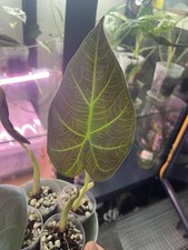 Alocasia Regal Shield Small