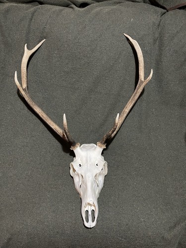 Highland stag antler - highland, 8