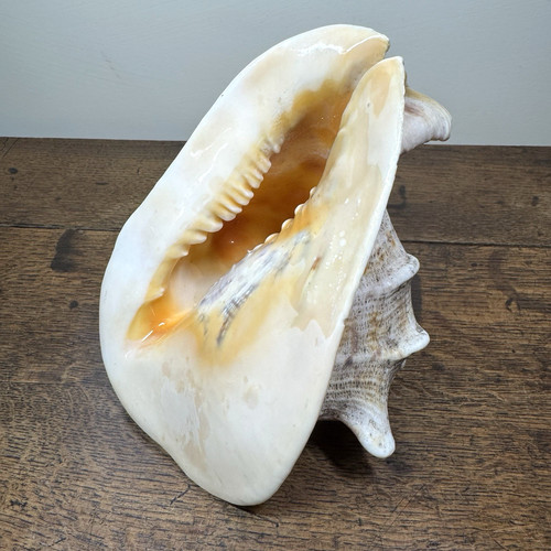 Vintage large horned - large,