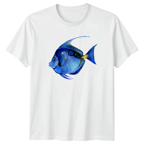 Blue tang tropical fish - tang,