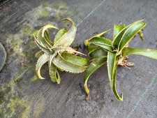 Dyckia marnier-lapostollei - Plug Plant Rare Bromeliad