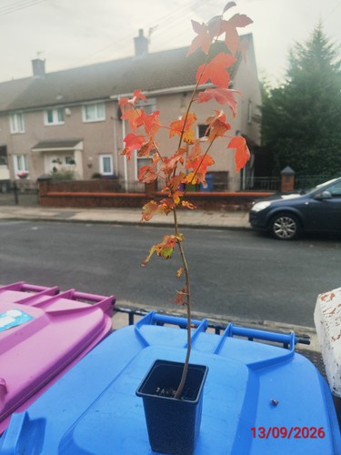 Maple bonsai - ,