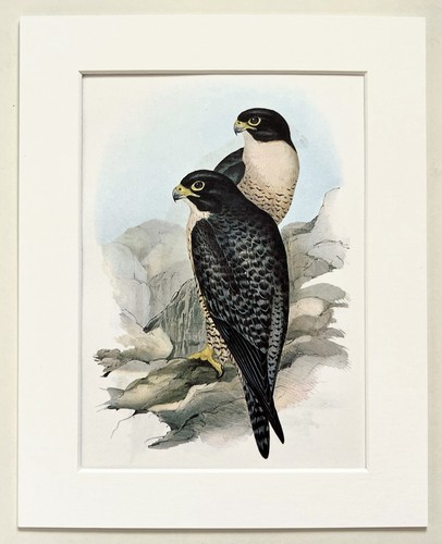Australian peregrine falcon - falcon,