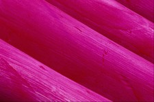 529055 Lobster Buoys A4 Photo Texture Print