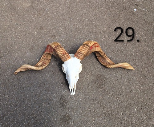 Ram skull bones - bones,, animal