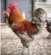 12 x Mixed Breed (tested )