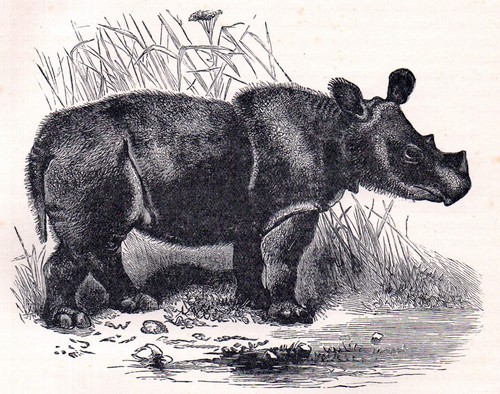 Sumatran rhinoceros 1894 - sumatran,
