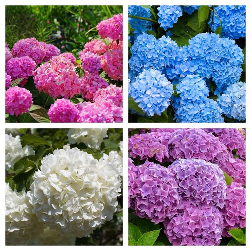 Hydrangea macrophylla plant - plant, 3l