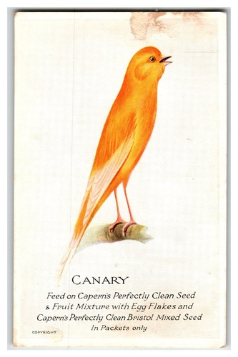 Vibrant orange canary bird - orange,