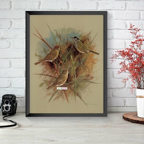 Basil ede british birds of - basil,