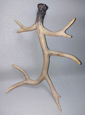 Decorative faux Antler wall hanging - 15" long