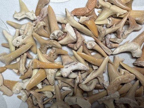 Lot 100 fossil wholesale - of,