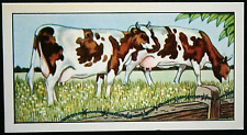 GUERNSEY COWS   Vintage