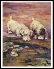 SEALYHAM TERRIER DOGS GAZING