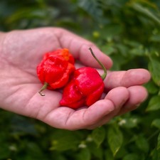 Apocalypse Chilli Plug Plant