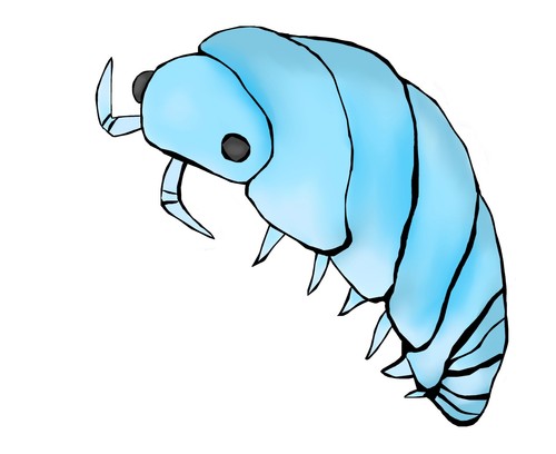 Happy bug starter - starter, kit