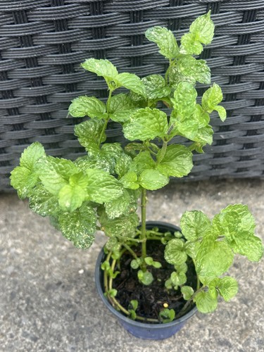 Garden mint plant - in, pot
