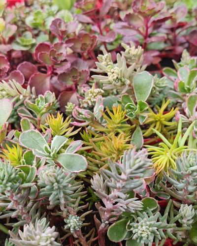Sedum plug plants fully - plug,