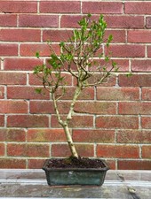 Privet outdoor bonsai tree