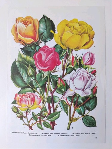 Vintage botanical rose - vintage,