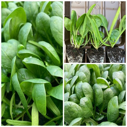 Spinach vegetable plug - vegetable,