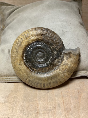 Hildoceras ammonite jurassic - ammonite,,