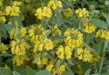 6 x Plug Plants Phlomis
