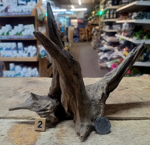 Small medium corbo - small/medium, root