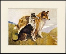 ROUGH AND SMOOTH COLLIE DOGS