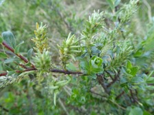 3 Salix Repens - Creeping
