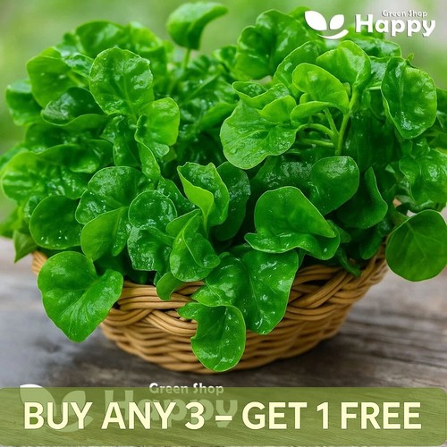 Herb watercress 2000 - herb,