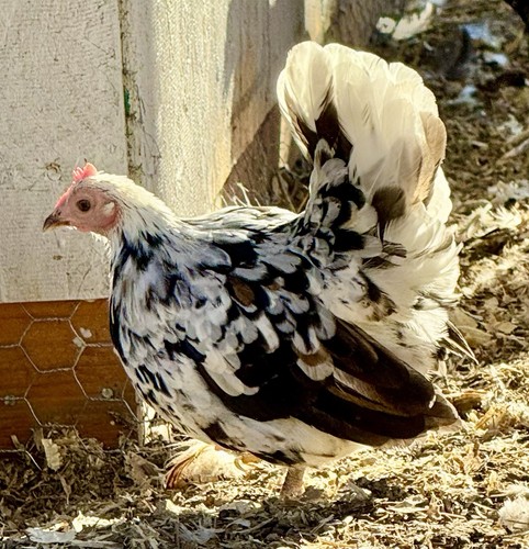Bantam hatching eggs - hatching, rare